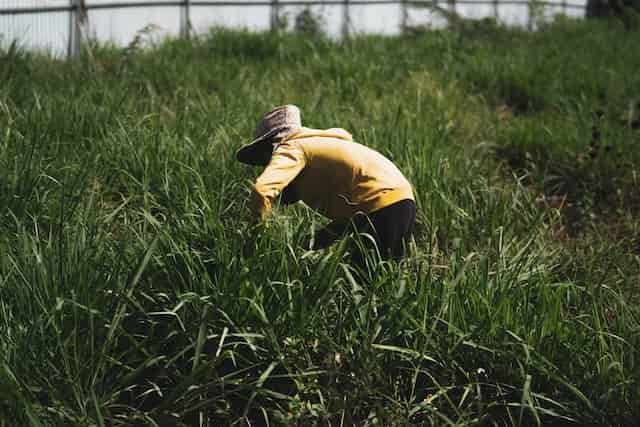 Cuidados necesarios para el jardin